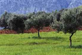 The orchards of the Falkir Clans